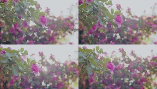 蔷薇花4K高清在线视频素材下载