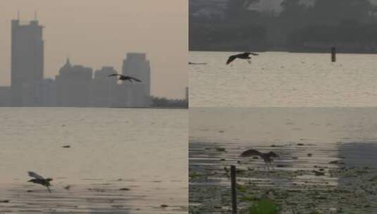 旅游景观航拍南京玄武湖夜鹭 降落水面 慢高清在线视频素材下载