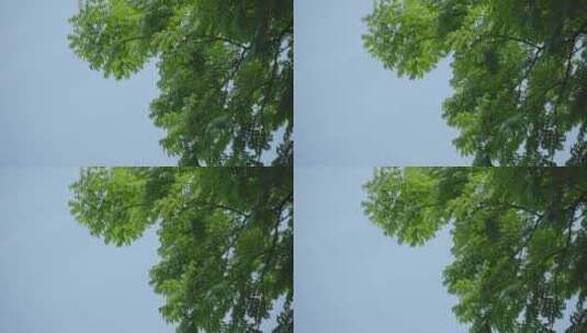 220516梅湖银杏树林A01675626高清在线视频素材下载