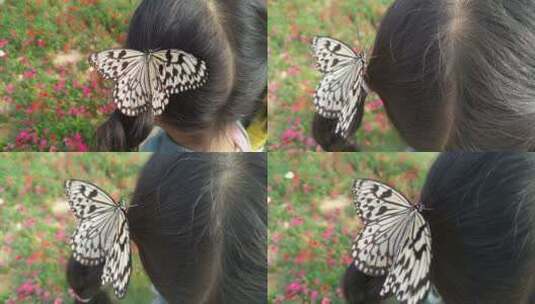 头顶美丽的蝴蝶高清在线视频素材下载