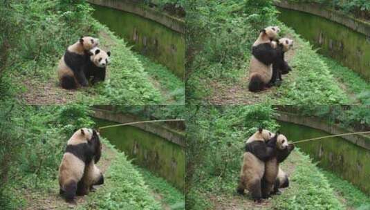 三只大熊猫站立拿苹果吃钓猫游戏高清在线视频素材下载