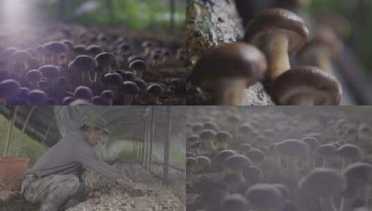 香菇 采香菇高清在线视频素材下载