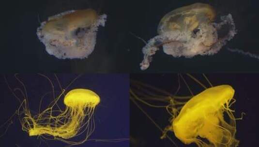 水母海底世界软体动物海洋特写高清在线视频素材下载