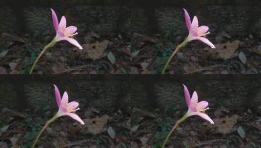粉色风雨兰花朵高清在线视频素材下载