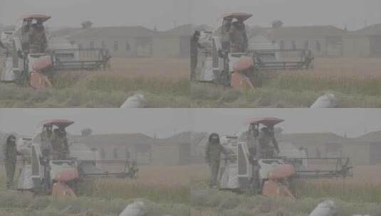 水稻机械化收割LOG高清在线视频素材下载