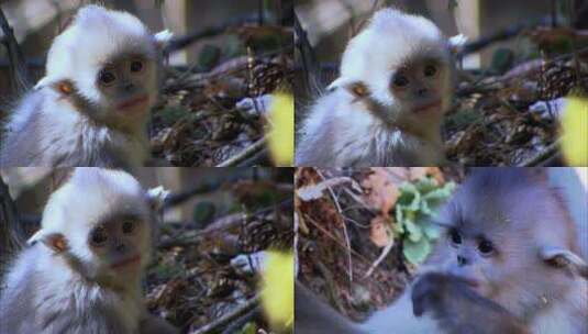 滇金丝猴幼崽6高清在线视频素材下载