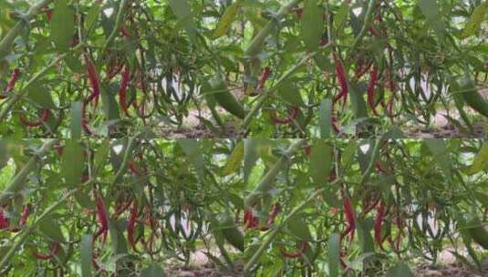 红色辣椒食物高清在线视频素材下载