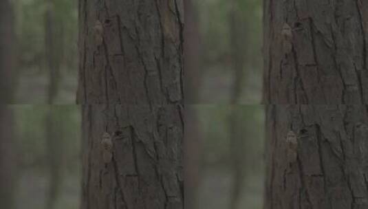 树干上的蝉壳高清在线视频素材下载