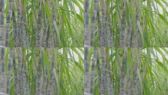 甘蔗种植基地7高清在线视频素材下载