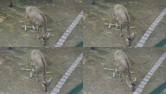 驼羊实拍高清在线视频素材下载