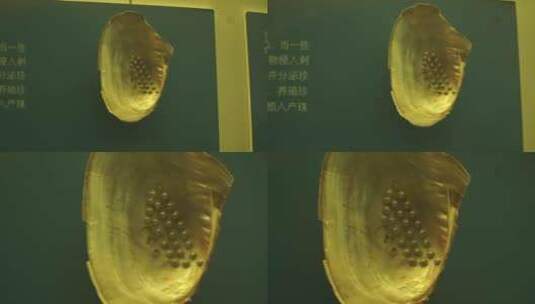 深海贝壳珍珠贝甲壳生物标本海螺高清在线视频素材下载