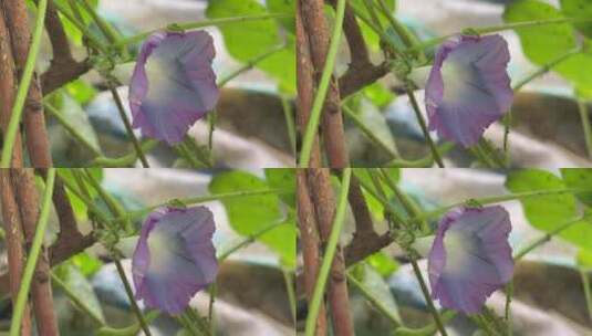 蓝色喇叭花花朵高清在线视频素材下载