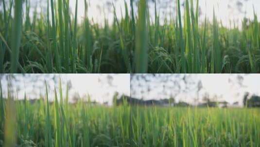 水稻农田，乡村风光4k视频素材高清在线视频素材下载