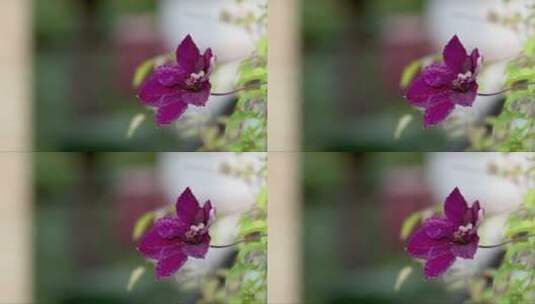 开花的铁线莲与模糊的花园背景高清在线视频素材下载