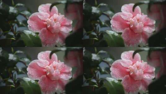 山茶花在雨中高清在线视频素材下载