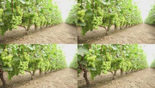 绿色大棚农家采摘葡萄园高清在线视频素材下载
