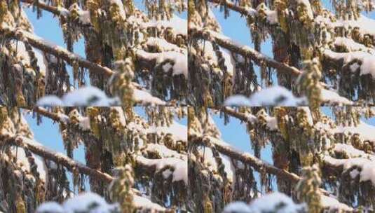 松鼠冬季大雪松树上摘松果觅食过冬高清在线视频素材下载