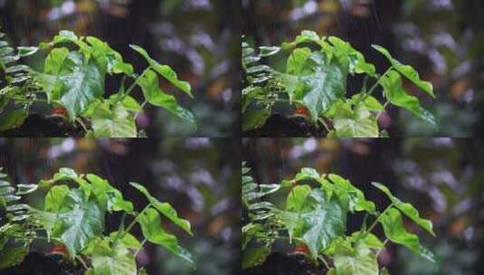 原始森林树叶草植物下雨水滴高清在线视频素材下载