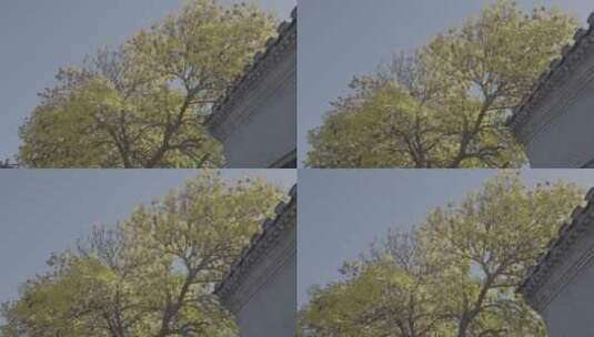 北京秋天景色 唯美秋天高清在线视频素材下载