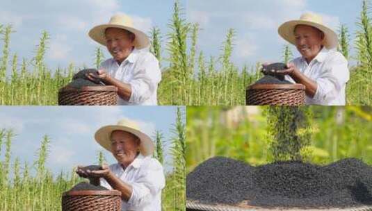 芝麻种植基地高清在线视频素材下载