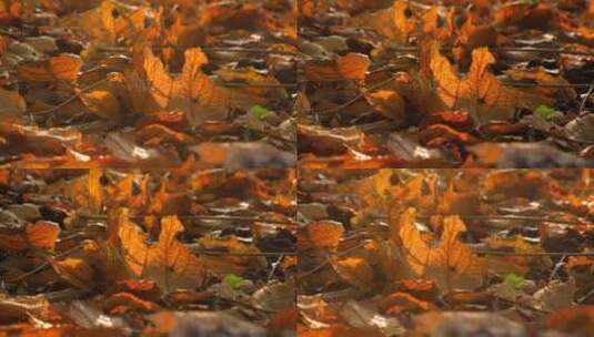 秋天阳光下的落叶特写视频素材高清在线视频素材下载