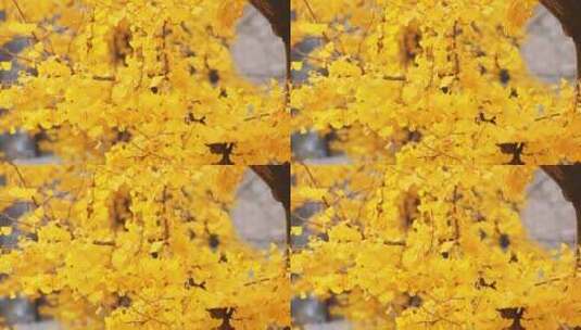 唯美深秋金黄色银杏树叶高清在线视频素材下载