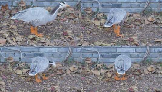 斑头雁鸭子在公园地面寻找食物高清在线视频素材下载