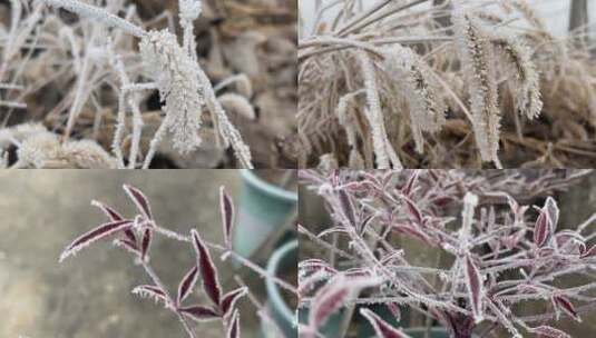 冬天下霜霜降植物视频合集高清在线视频素材下载