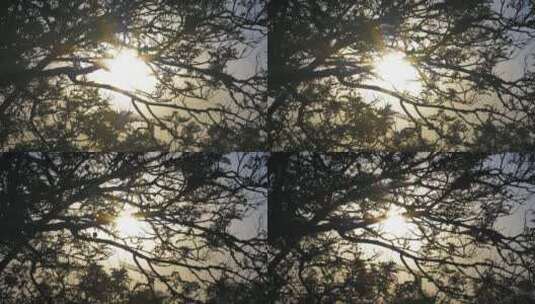 阳光通过树枝被风吹走高清在线视频素材下载