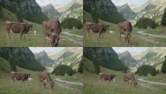 吃草的牛群高清在线视频素材下载