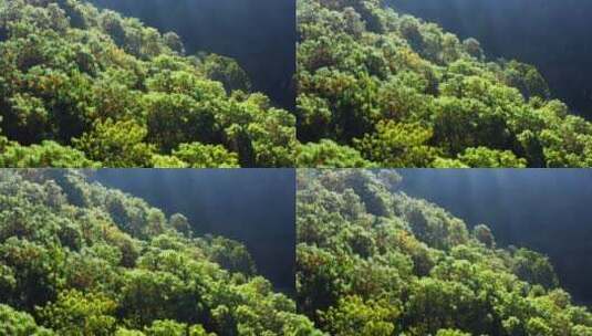 清晨光影下的松树林高清在线视频素材下载