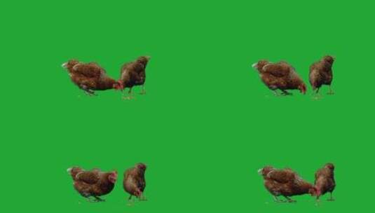 在绿屏下的鸡高清在线视频素材下载
