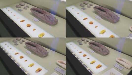 博物馆恐龙化石恐龙蛋高清在线视频素材下载