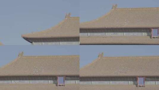 故宫天空飞翔的鸽子 北京人文开场高清在线视频素材下载