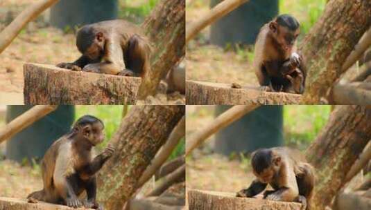 动物园猴子 黑帽悬猴高清在线视频素材下载