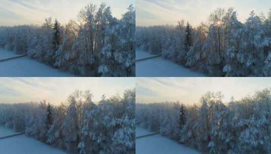 4K树林树木森林秋冬秋天冬季落叶下雪高清在线视频素材下载