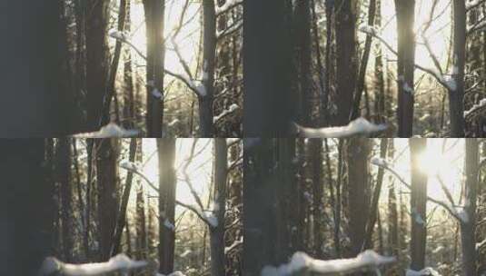 冬日树梢冰晶飘落高清在线视频素材下载