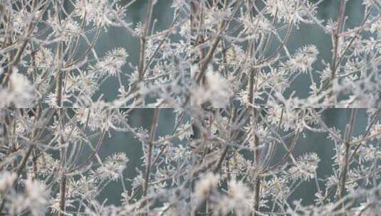 中国华北东北立冬冬至大寒树挂雾凇绝美雪景高清在线视频素材下载