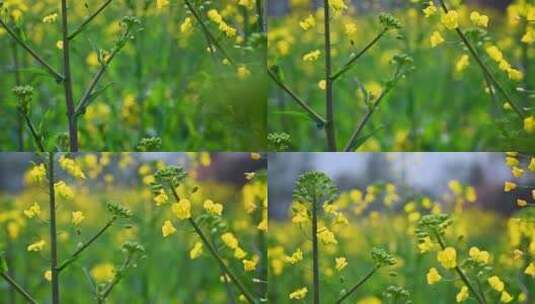 黄色油菜花田与采蜜蜜蜂高清在线视频素材下载