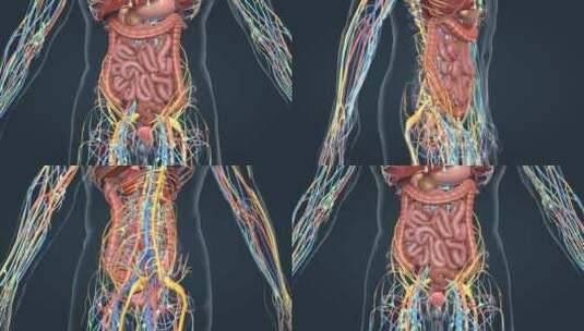 三维人体器官心脏心跳循环系统医学动画高清在线视频素材下载