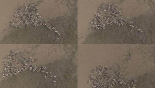 航拍吃草的羊群高清在线视频素材下载