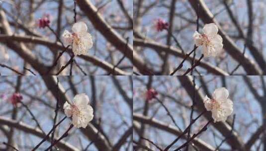 春天盛开的花朵特写高清在线视频素材下载