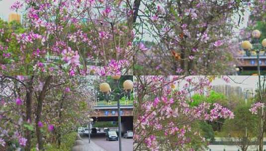 广西柳州春季紫荆花高清在线视频素材下载
