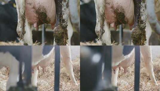 奶牛挤牛奶高清在线视频素材下载