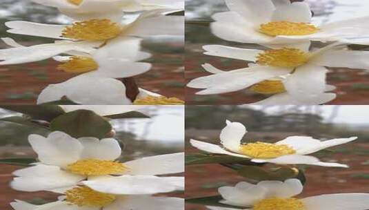【镜头合集】山茶油籽花，山茶花高清在线视频素材下载