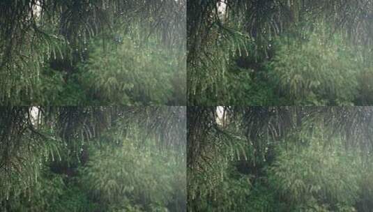 下雨天的森林绿叶高清在线视频素材下载