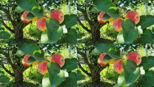 树上成熟的苹果高清在线视频素材下载