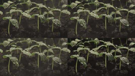 对土壤里的幼苗洒水高清在线视频素材下载