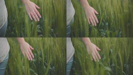 美女用手抚摸绿色的麦田麦穗麦子小麦田丰收高清在线视频素材下载