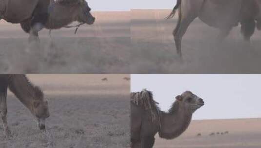 Y1内蒙古乌兰察布四子王旗骆驼吃草6高清在线视频素材下载